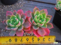 레드핑크묵은목대 1122-056 다육식물