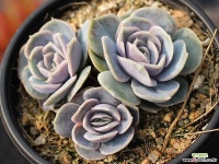 블루서프라이즈 군생 S0556 다육식물