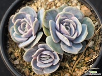 블루서프라이즈 군생 S0556 다육식물