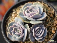 블루서프라이즈 군생 S0556 다육식물