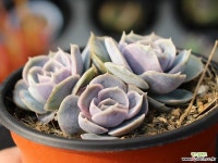 블루서프라이즈 군생 S0556 다육식물