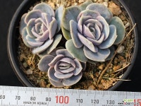 블루서프라이즈 군생 S0556 다육식물