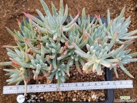 핫세이 8111-4283 두들레야