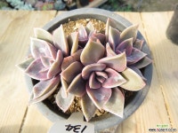 연봉(5두자연군생)-134 다육식물