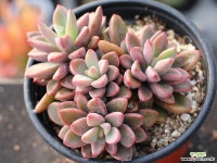 원종프리티 군생 S0679 다육식물