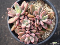 원종프리티 군생 S0679 다육식물