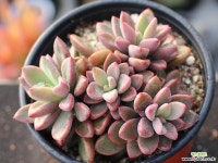 원종프리티 군생 S0679 다육식물