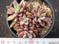 원종프리티 군생 S0679 다육식물