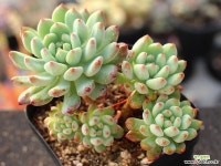 블루엘프 군생 S0695 다육식물