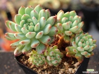 블루엘프 군생 S0695 다육식물