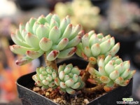 블루엘프 군생 S0695 다육식물