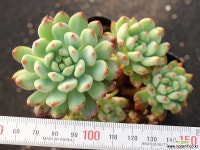 블루엘프 군생 S0695 다육식물