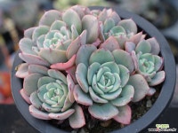 피치스앤크림 군생 S0772 다육식물