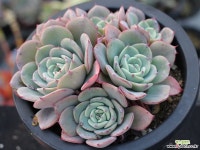 피치스앤크림 군생 S0772 다육식물