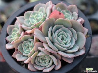 피치스앤크림 군생 S0772 다육식물