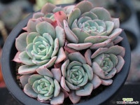 피치스앤크림 군생 S0772 다육식물