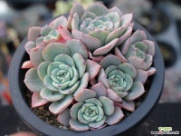 피치스앤크림 군생 S0772 다육식물