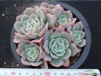 피치스앤크림 군생 S0772 다육식물