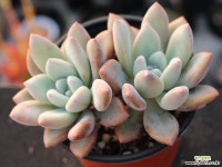 오팔리나 군생 S0734(좌우 8-9cm) 다육식물