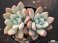 오팔리나 군생 S0734(좌우 8-9cm) 다육식물