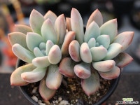 오팔리나 군생 S0734(좌우 8-9cm) 다육식물