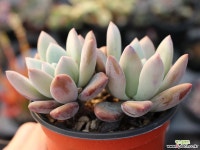 오팔리나 군생 S0734(좌우 8-9cm) 다육식물