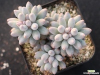 베이비핑거 군생 S0748 다육식물