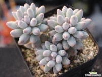 베이비핑거 군생 S0748 다육식물