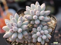 베이비핑거 군생 S0748 다육식물