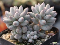 베이비핑거 군생 S0748 다육식물