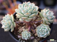 정야 군생 S0671 다육식물