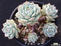 정야 군생 S0671 다육식물