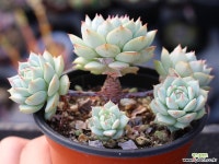 정야 군생 S0671 다육식물