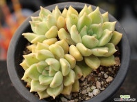 멜로디 군생 S0718 다육식물