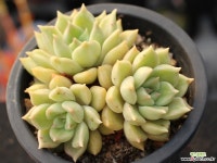 멜로디 군생 S0718 다육식물