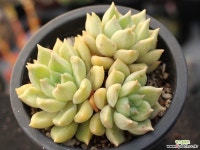 멜로디 군생 S0718 다육식물