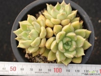 멜로디 군생 S0718 다육식물