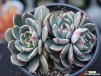 산타루이스 군생 S0782 다육식물