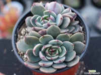 산타루이스 군생 S0782 다육식물