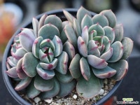 산타루이스 군생 S0782 다육식물