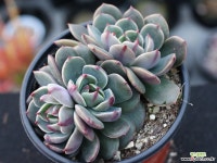 산타루이스 군생 S0782 다육식물