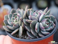 산타루이스 군생 S0782 다육식물