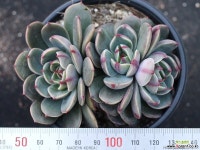 산타루이스 군생 S0782 다육식물