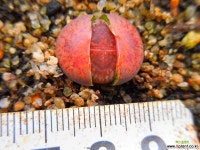 홍JB 1124-4027 리톱스/메셈