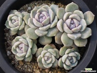 타이니버거 군생 S0586 다육식물