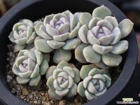 타이니버거 군생 S0586 다육식물