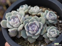 타이니버거 군생 S0586 다육식물