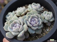 타이니버거 군생 S0586 다육식물