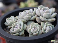 타이니버거 군생 S0586 다육식물