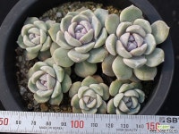 타이니버거 군생 S0586 다육식물